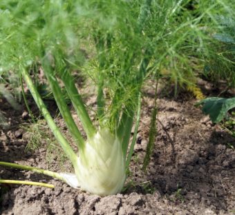 Vegetarischer Hirse-Fenchel-Brei